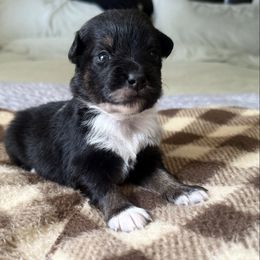 Lucky - Black tri male Miniature Australian Shepherd puppy in Bartow, Florida from Peace Creek Aussies