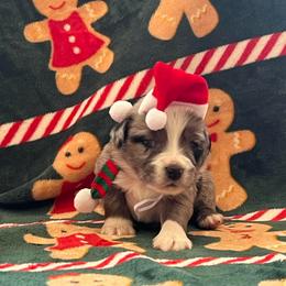 BMM - Blue merle male Miniature Australian Shepherd puppy in Connelly Springs, North Carolina from Appalachian Aussies