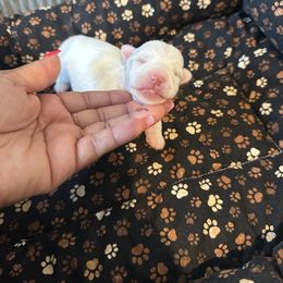 Male Blonde - Liver male Yorkshire Terrier puppy in Richmond, Virginia from Kizzie's Yorkies