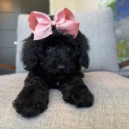 K-Peach - Black female Goldendoodle puppy in Lewisville, Texas from Texas Goldendoodle Lovers