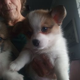 Pembroke Welsh Corgi Puppies from Jenny Barrett