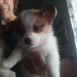 Pembroke Welsh Corgi Puppies from Jenny Barrett