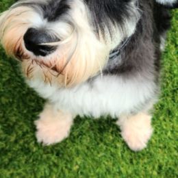 Miniature Schnauzers from Joloschnauzers