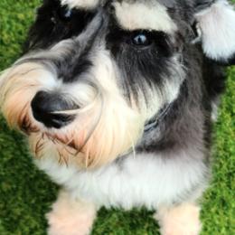 Miniature Schnauzers from Joloschnauzers