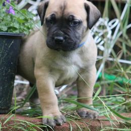 Boerboel Puppies from Northland Boerboels