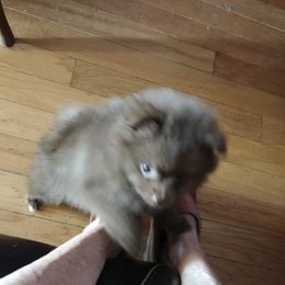 Pomeranians from Peggy's Precious Pomeranians