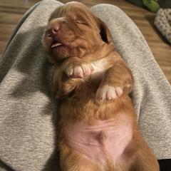 French Bulldog and Nova Scotia Duck Tolling Retriever Puppies from Folklore Den