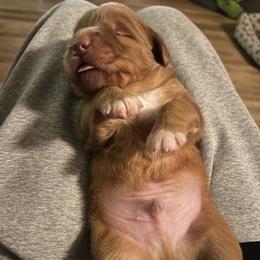 French Bulldog and Nova Scotia Duck Tolling Retriever Puppies from Folklore Den