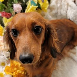 Diamond - Dachshund