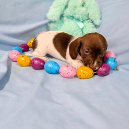 Iola - Piebald female Dachshund puppy in Jerusalem, Ohio from Twin Hickory Ranch