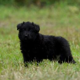 Obsidian - Black female German Shepherd puppy in Windsor, South Carolina from Sinister Shepherds