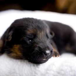 Esperanza - Black and red female German Shepherd puppy in Youngsville, North Carolina from Di casa Esperanza