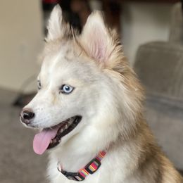 Buttercup - Pomsky