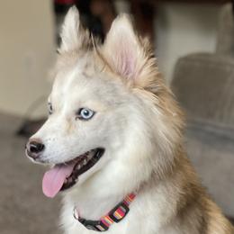 Buttercup - Pomsky