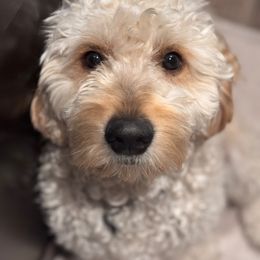 French Bulldog, Goldendoodle, and Golden Retriever All Grown Up from SoCalFamilyFrenchies, Doodles and more