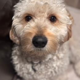 French Bulldog, Goldendoodle, and Golden Retriever All Grown Up from SoCalFamilyFrenchies, Doodles and more