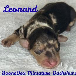 Leonard - Dapple male Dachshund puppy in Noble, Oklahoma from Marissa's Dachshunds (BooneDox Mini Dachshunds)