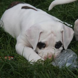American Bulldog Puppies from Ferocia Kennels
