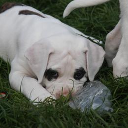 American Bulldog Puppies from Ferocia Kennels