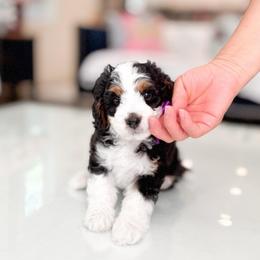 Goomba-Super Mario - Tri-color male Bernedoodle puppy in Ontario, California from Teddy Doodles & Standard Poodles