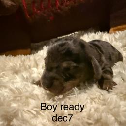 Snape - Dapple male Dachshund puppy in Onalaska, Texas from Nicholes Doxies