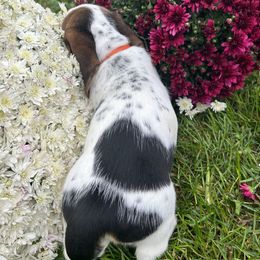 Basset Hound Puppies from Susan's Basset Hounds