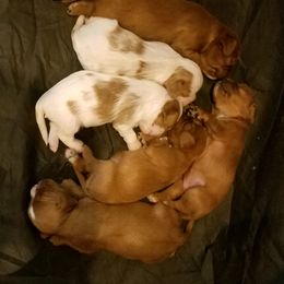 Cavalier King Charles Spaniel Puppies from Cavaliers of the County Macon