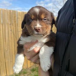 Dill - Red tri male Miniature Australian Shepherd puppy in Medical Lake, Washington from MAS Gone Rogue
