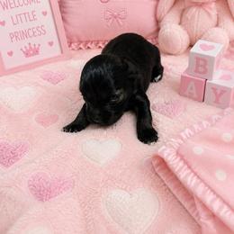 CP purple - Black and silver female Miniature Schnauzer puppy in Benson, North Carolina from A Bundle of Love