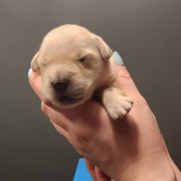 Girl 5 - female Golden Retriever puppy in Carlisle, Ohio from Hermosa Havanese and Golden Retrievers