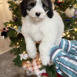 Megan - Black and white female Aussiedoodle puppy in Heber City, Utah from Junipersdoodles