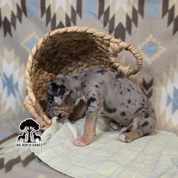 Blaze - Merle male Great Dane puppy in Spiro, Oklahoma from Big Birch Danes