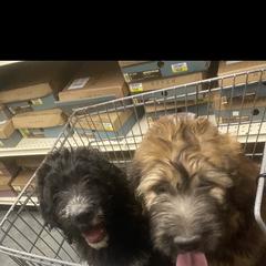 Saint Berdoodle Puppies from Badland St. Berdoodles LLC