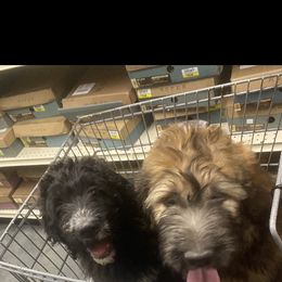 Saint Berdoodle Puppies from Badland St. Berdoodles LLC