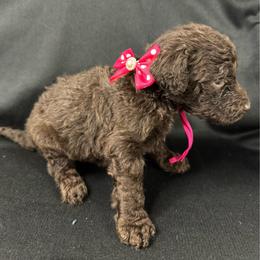 Berry - Chocolate female Labradoodle puppy in Candler, North Carolina from Maple Bakin’ Doodles