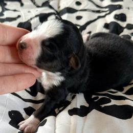 Haven - Black tri female Miniature Australian Shepherd puppy in Chelsea, Oklahoma from Elite Puppies of Oklahoma, LLC