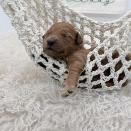 Pink Laika - Red  female Goldendoodle puppy in Cincinnati, Ohio from KSchott Kennels
