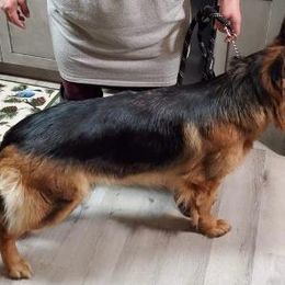 Breeze - German Shepherd