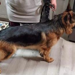 Breeze - German Shepherd