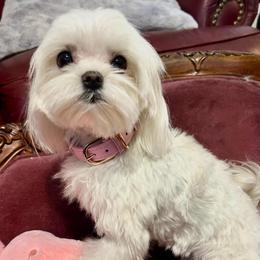 Winter storm - Maltese