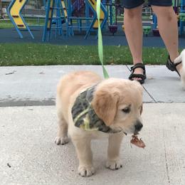 Goose (silver collar) - Golden male Golden Retriever puppy in Webster City, Iowa from Whispering Pines Precious Puppies