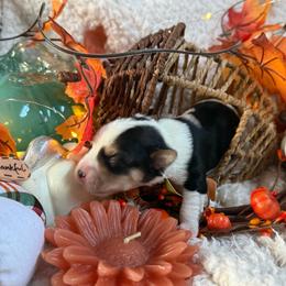 Boy 2 - Black & tan tri-color male Morkie puppy in Lawrenceville, Georgia from Georgias Finest Puppies