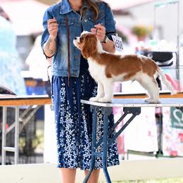 Bandit - Blenheim male Cavalier King Charles Spaniel puppy in Port Orchard, Washington from Cavaliers of House Northup