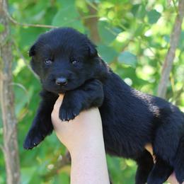 3rd choice female - Sable female German Shepherd puppy in Lucasville, Ohio from Trusting Hearts Kennel