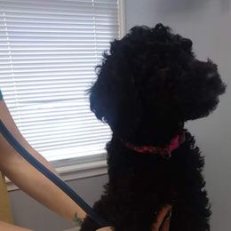 Stella - Black Sheepadoodle puppy in Austin, Texas from Darling Doodles