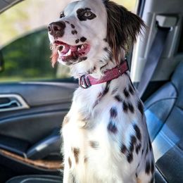 Sage - Dalmatian