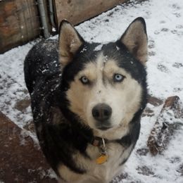 Siberian Huskies from Frost Spirit Siberians
