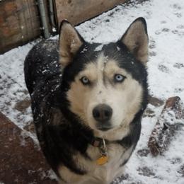 Siberian Huskies from Frost Spirit Siberians