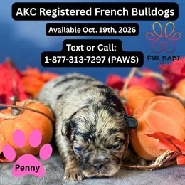 Penny - Tricolors female French Bulldog puppy in Michigan from Fur Baby Farms