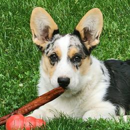 Cardigan Welsh Corgis and Poodles from Short Legs & Curly Wags LLC